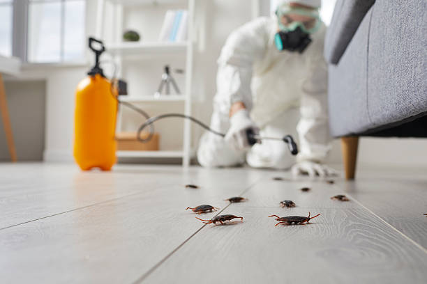 Post-Treatment Bed Bug Interceptor Monitoring in Brownville